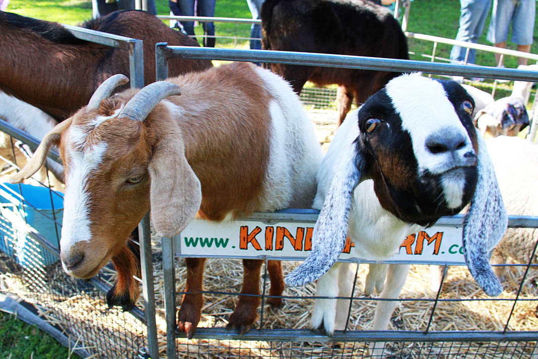 Booking - Mobile Animal Farm Sydney - Petting Zoo Hire ...