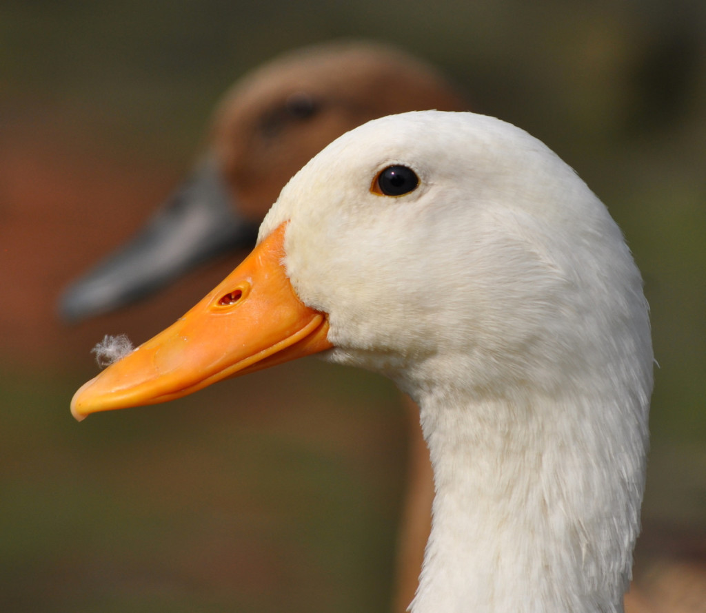 Domestic Duck - Mobile Animal Farm Sydney - Petting Zoo ...