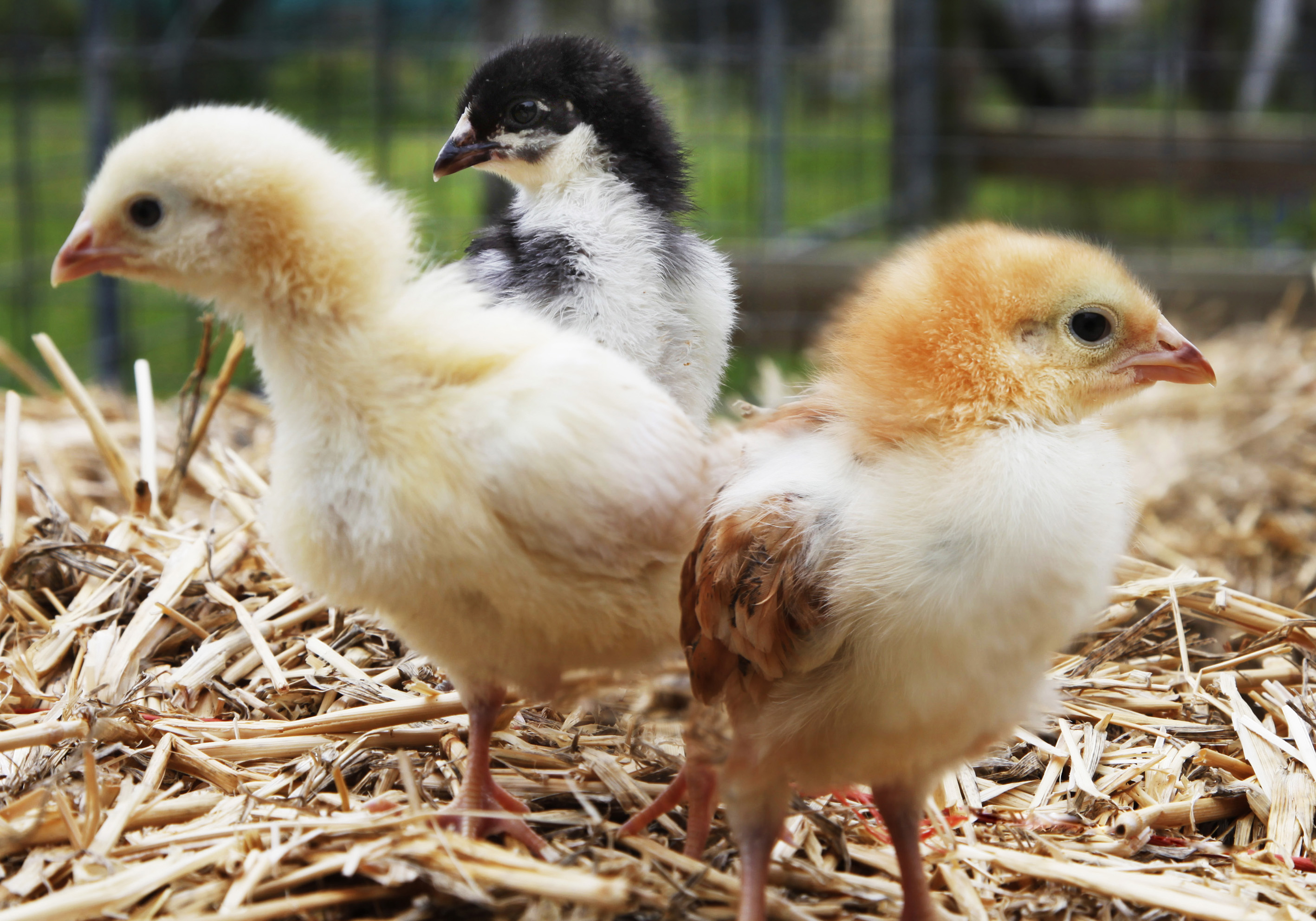 chick - Mobile Animal Farm Sydney - Petting Zoo Hire ...