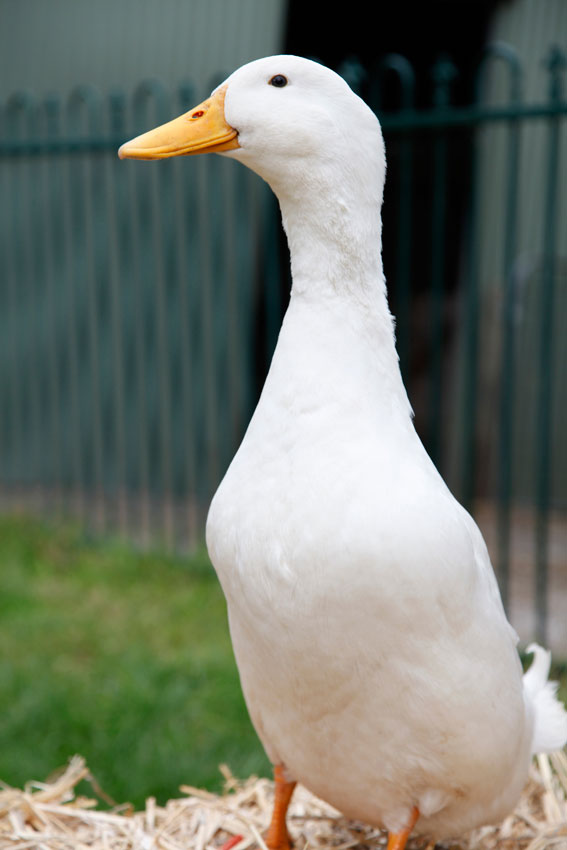 duck - Mobile Animal Farm Sydney - Petting Zoo Hire ...