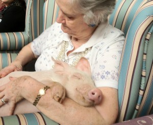 holding piglet
