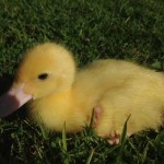 baby_duck