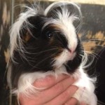 Elvis, long-haired Guinea Pig!
