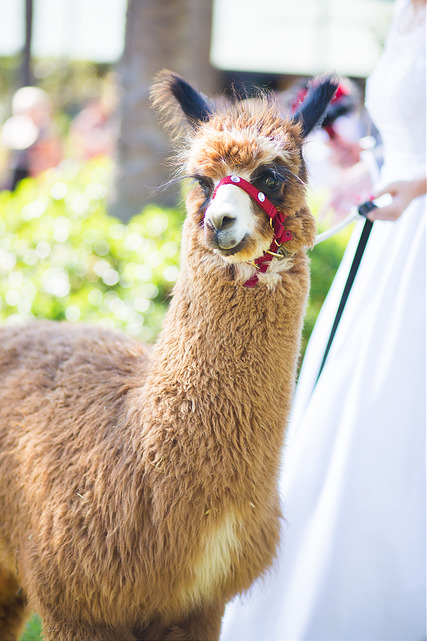 cadbury - Mobile Animal Farm Sydney - Petting Zoo Hire ...